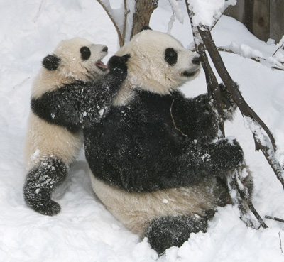 image: Feb12Panda-snow